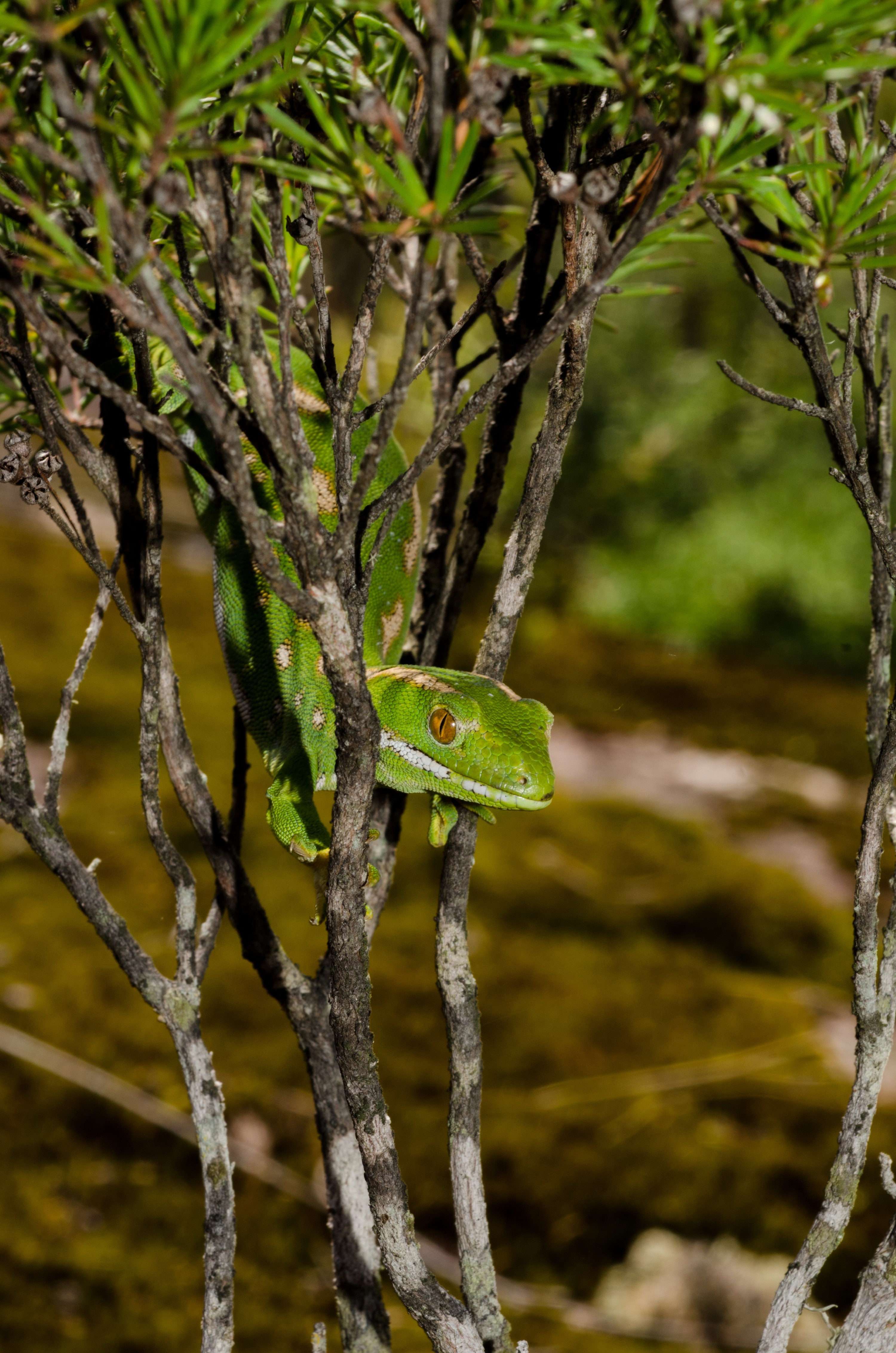 DSC_1097 – Northland, green, gecko, Naultinus, grayii, lizard, far north, north, far, Crispin, reptiles, amphibians, rare, cold, blood, new, new zealand, zealand, nz